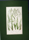 Old Antique Print Bulbous Meadow Grass Wavy Wood Alpine Botanical C1896 19th