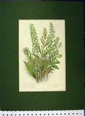 Original Old Antique Print Broad Leaved Pepper Wort Hairy Field C1896 Botanical