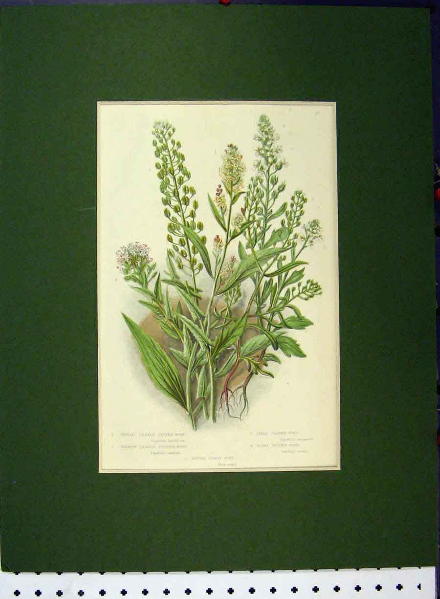 Original Old Antique Print Broad Leaved Pepper Wort Hairy Field C1896 Botanical