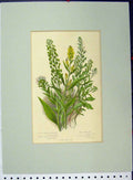 Old Antique Print Broad Leaved Pepper Wort Field Hairy Narrow Botanical
