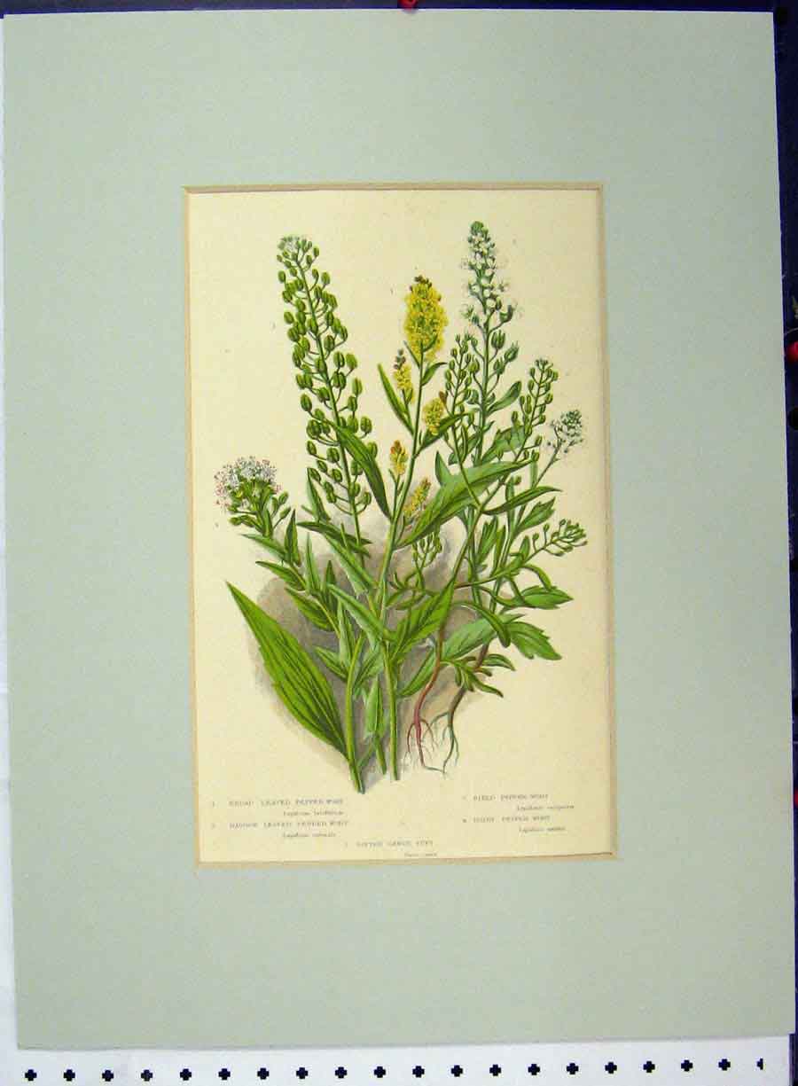 Old Antique Print Broad Leaved Pepper Wort Field Hairy Narrow Botanical