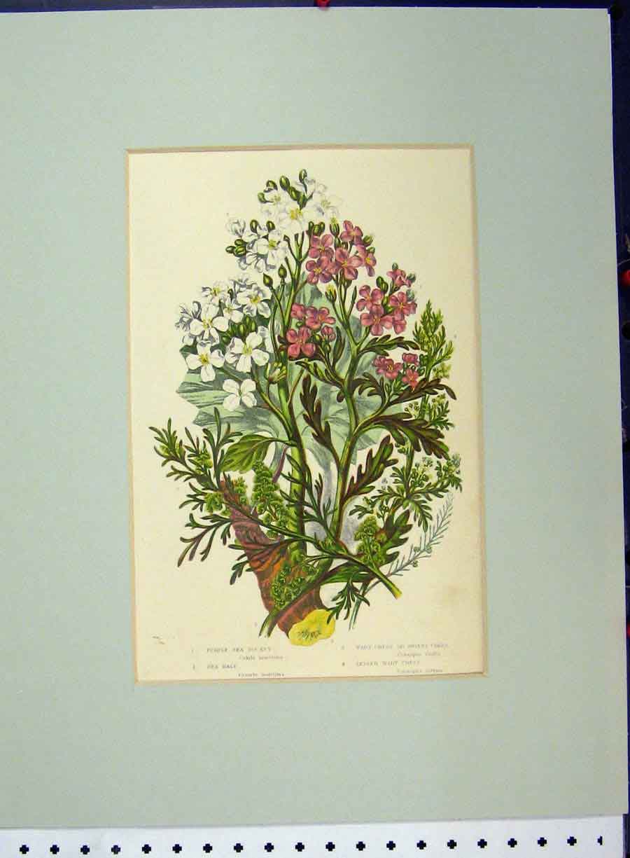 Original Old Antique Print Purple Sea Rocket Sea Kale Wart Cress Plant C1896
