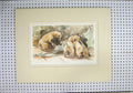 Original Old Antique Print Watercolour Limited Edition 265/850 Puppies Play