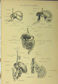 Old Antique Print C1890 Digestion Stomach Sheep Stomach Liver Colon Man 19th