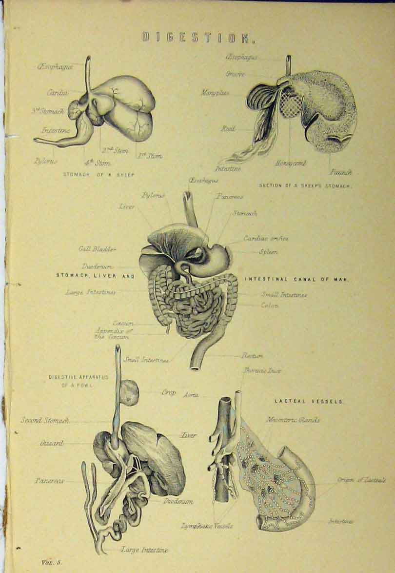 Old Antique Print C1890 Digestion Stomach Sheep Stomach Liver Colon Man 19th