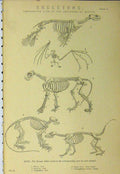 Old Antique Print Skeleton C1890 Beasts Seal Lion Bat Coati-Mondi Lotong 19th