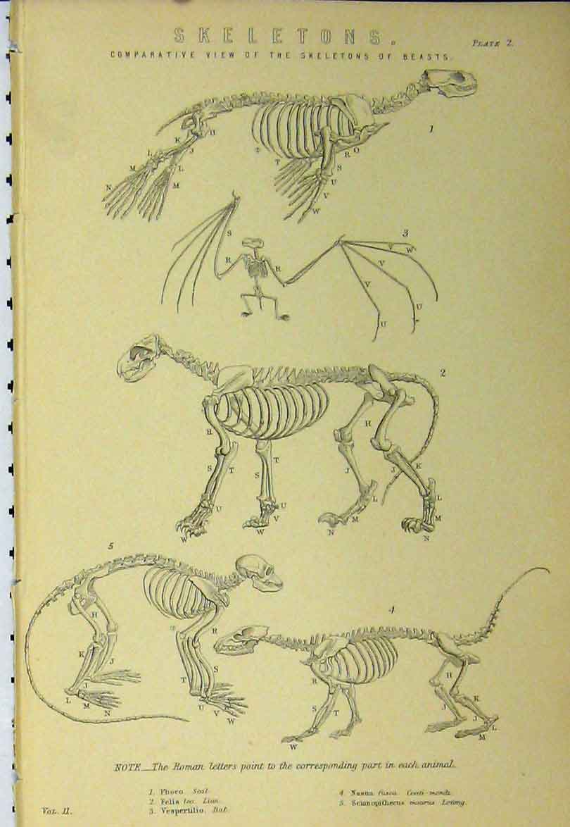 Old Antique Print Skeleton C1890 Beasts Seal Lion Bat Coati-Mondi Lotong 19th