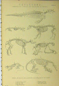 Old Antique Print C1890 Skeletons Beasts Sheep Hog Black Rat Tridactylus 19th