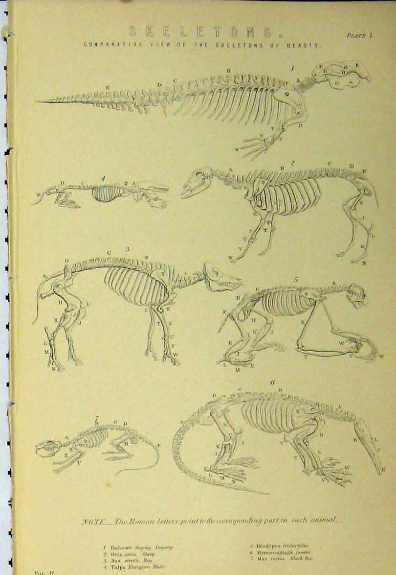 Old Antique Print C1890 Skeletons Beasts Sheep Hog Black Rat Tridactylus 19th