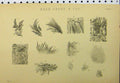 Original Old Antique Print C1890 Hoar Frost Ice Shapes Pictures 19th