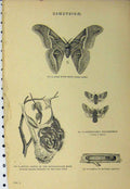 Original Old Antique Print Bombycidae C1890 Silk Worm Moth Larvae Lime Tree