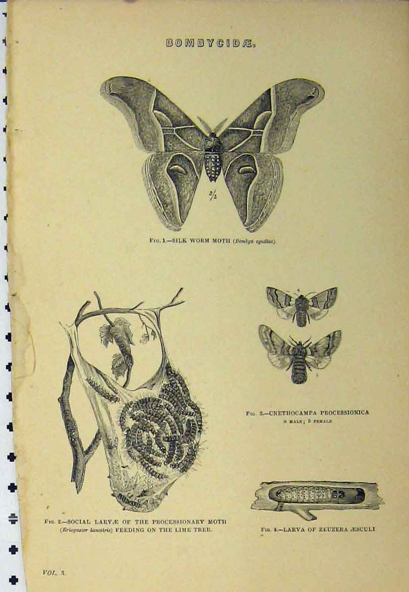 Original Old Antique Print Bombycidae C1890 Silk Worm Moth Larvae Lime Tree