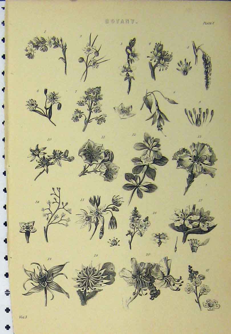 Original Old Antique Print C1890 Botany Flowers Plants Nature Gardening 19th