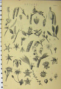 Original Old Antique Print C1890 Botany Gardening Plants Flowers Nature 19th