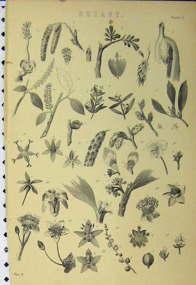 Original Old Antique Print C1890 Botany Gardening Plants Flowers Nature 19th