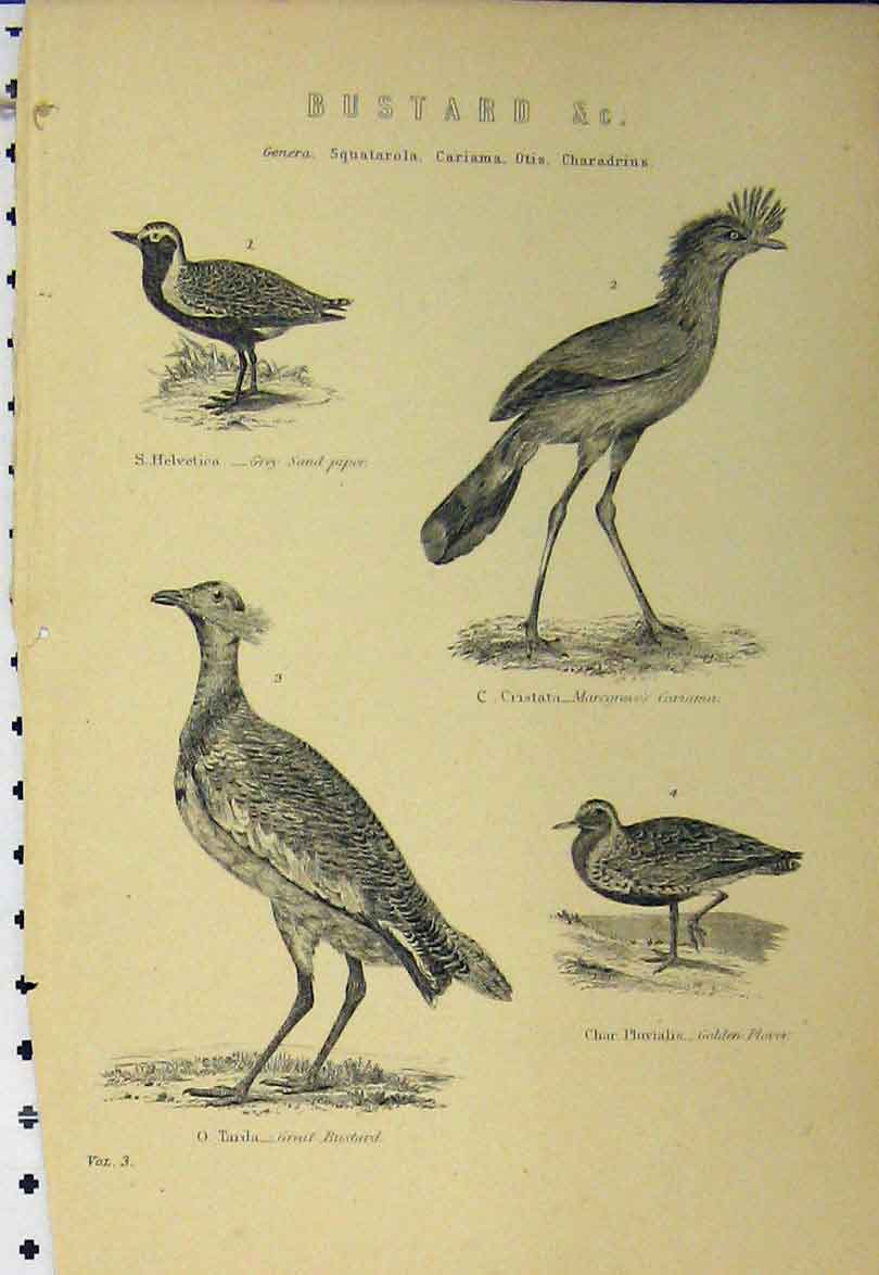 Old Antique Print C1890 Bustard Birds Helvetica Cristata Char Phuvialis 19th