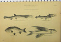 Original Old Antique Print C1890 Abdominales Fish Leech Carp Flying Four-Eye