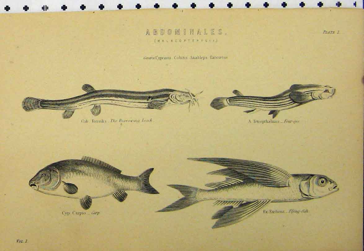 Original Old Antique Print C1890 Abdominales Fish Leech Carp Flying Four-Eye