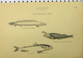 Original Old Antique Print C1890 Abdominales Fish Pike Sheat-Fish Cyclopum 19th