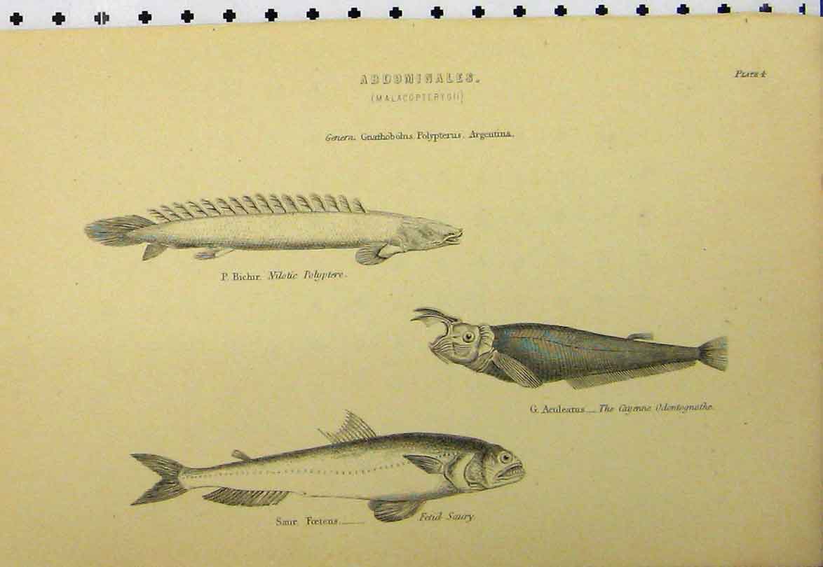Original Old Antique Print C1890 Abdominales Fish Pike Sheat-Fish Cyclopum 19th