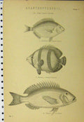 Original Old Antique Print C1890 Fish Ringed Sparus Streaked Chetodon Sea Rough