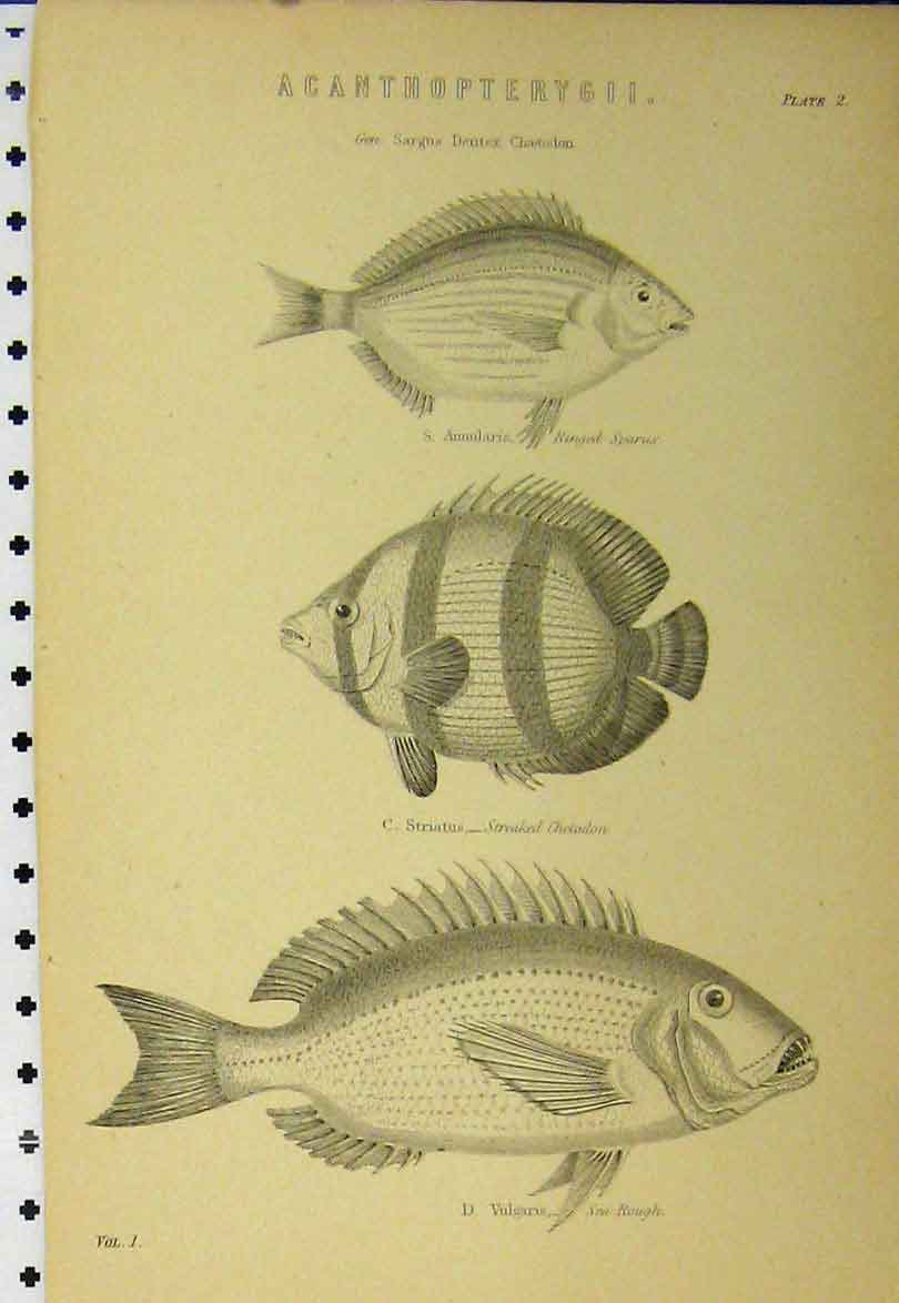 Original Old Antique Print C1890 Fish Ringed Sparus Streaked Chetodon Sea Rough