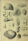 Original Old Antique Print C1890 Mollusca Shells Umbrella Sea 19th