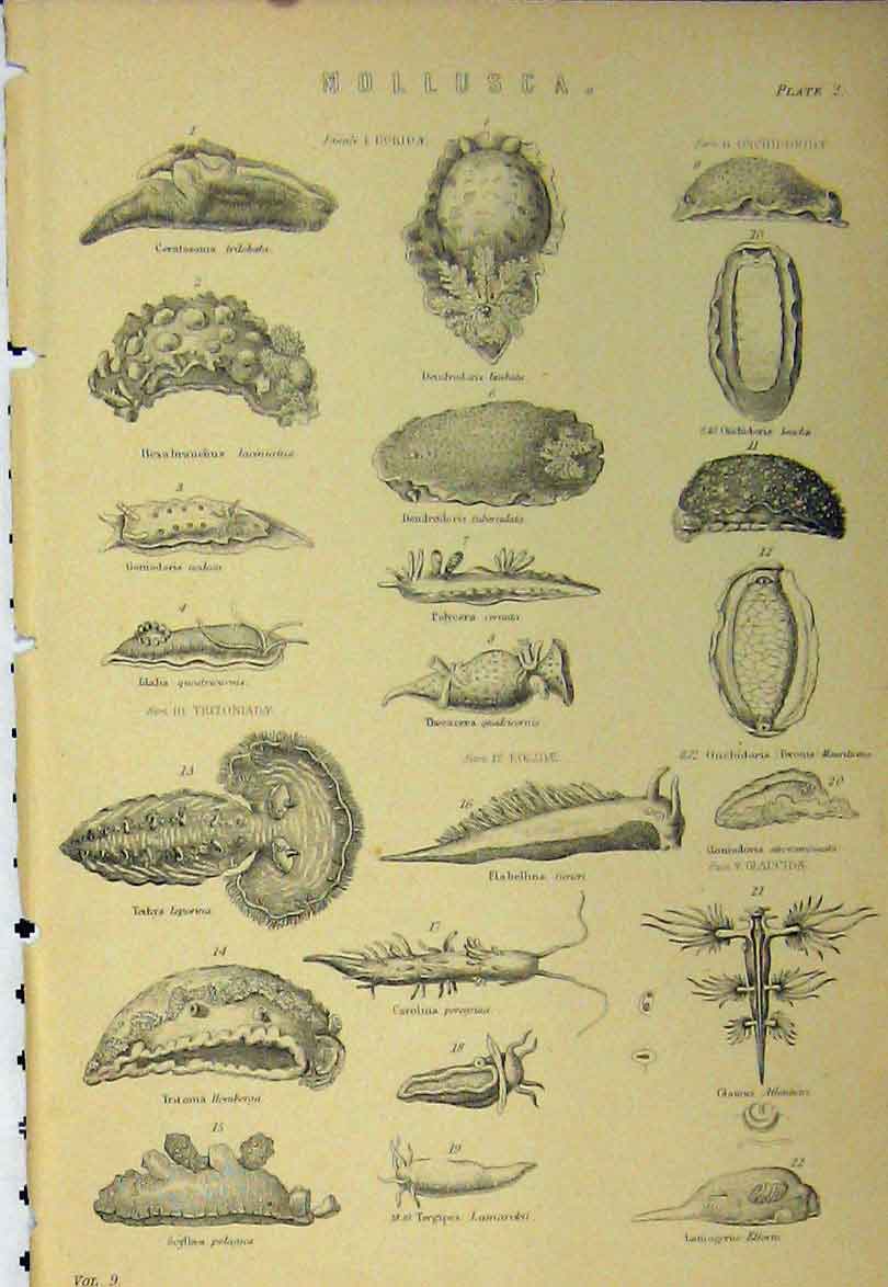 Original Old Antique Print C1890 Mollusca Sea Shells Organisms Cavolina 19th
