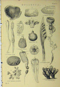 Original Old Antique Print Mollusca C1890 Cynthia Distoma Synoicum Victorian