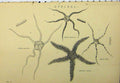 Original Old Antique Print C1890 Ophiura Lamarcku Mutica Squamosa Victorian