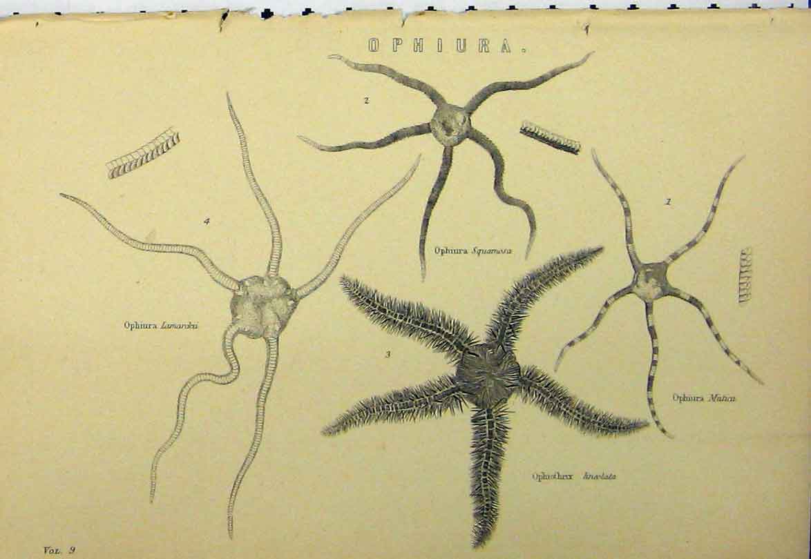 Original Old Antique Print C1890 Ophiura Lamarcku Mutica Squamosa Victorian