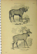 Original Old Antique Print C1890 Antelopes Picta Whitefooted Gnu Gnou Pygmoea