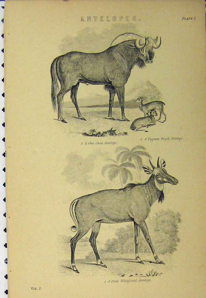 Original Old Antique Print C1890 Antelopes Picta Whitefooted Gnu Gnou Pygmoea