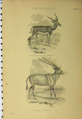 Original Old Antique Print C1890 Antelopes Common Leucoryx Cervicapra Victorian