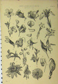 Original Old Antique Print C1890 Inflorescence Flowers Plants Nature Victorian