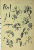 Original Old Antique Print Inflorescence Flowers Plants Nature C1890 Victorian