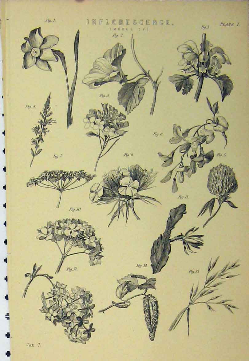 Original Old Antique Print Inflorescence Flowers Plants Nature C1890 Victorian