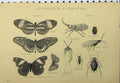 Old Antique Print Lepidoptera C1890 Butterflies Fly Lice Insect Boatman 19th
