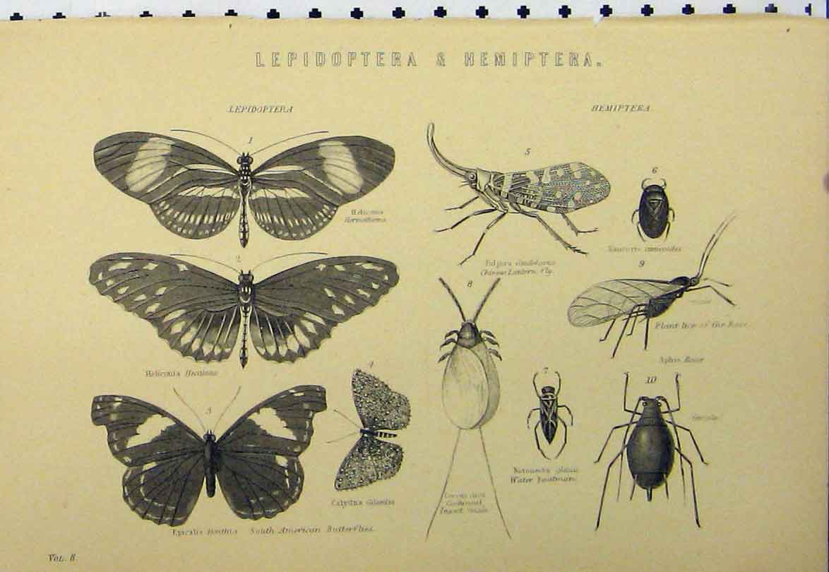 Old Antique Print Lepidoptera C1890 Butterflies Fly Lice Insect Boatman 19th