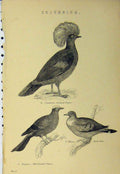 Original Old Antique Print C1890 Columbidae Bird Stock-Dove Pigeon Crowned 19th
