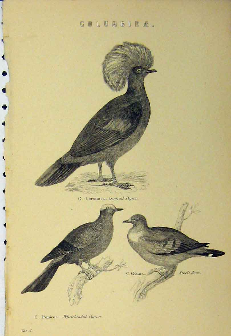 Original Old Antique Print C1890 Columbidae Bird Stock-Dove Pigeon Crowned 19th