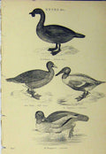Original Old Antique Print C1890 Ducks Lobated Wild Goose Shoveller Goosander