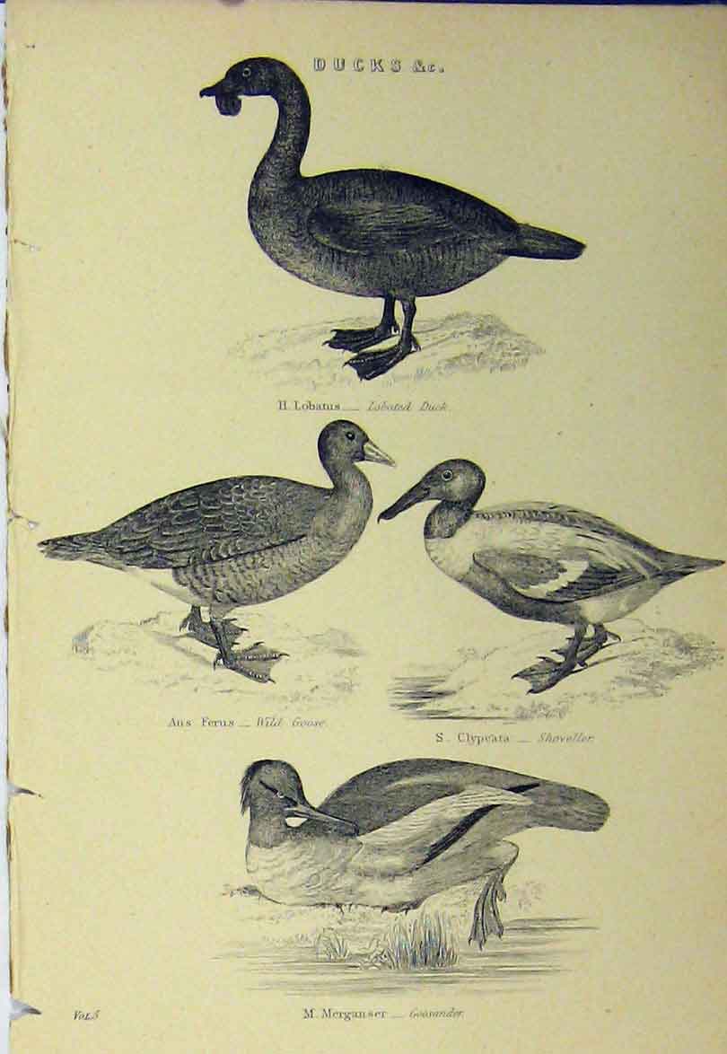 Original Old Antique Print C1890 Ducks Lobated Wild Goose Shoveller Goosander