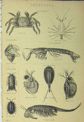 Original Old Antique Print Crustacea C1890 Brachyura Mantis Pictus Brachiopoda
