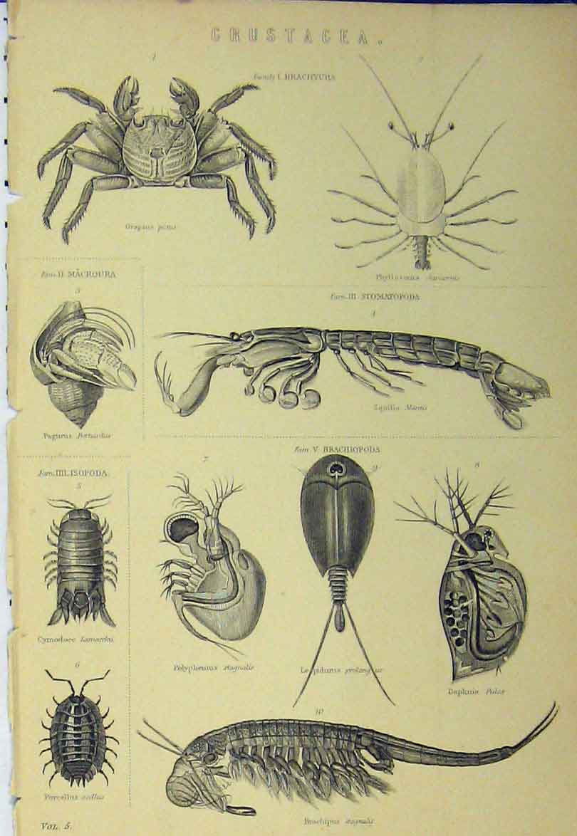 Original Old Antique Print Crustacea C1890 Brachyura Mantis Pictus Brachiopoda