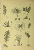 Original Old Antique Print C1890 Cryptogamia Plants Roots Leaves 19th