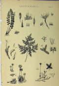 Original Old Antique Print *0038 C1890 Cryptogamia Plants Nature Leaves