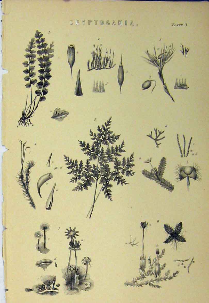 Original Old Antique Print *0038 C1890 Cryptogamia Plants Nature Leaves