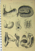 Old Antique Print Stomach C1890 Kangaroo Pig Hare Calf Sheep Camel Calf 19th