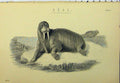 Original Old Antique Print C1890 Seal Tusks Wild Animals Nature 19th